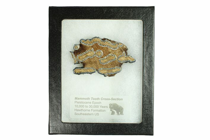 Mammoth Molar Slice With Case - South Carolina #291198